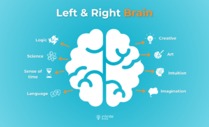 left and right brain